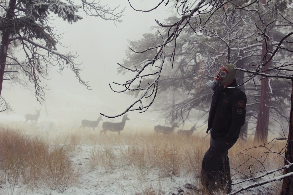 Tokenizing Nature: the Internet of Forests